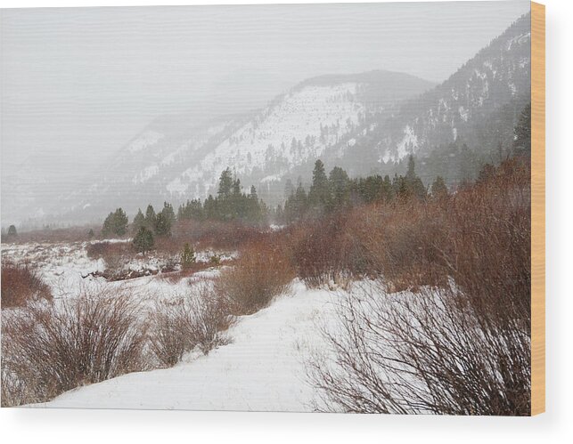 White Wood Print featuring the photograph Red Brush by Marilyn Hunt