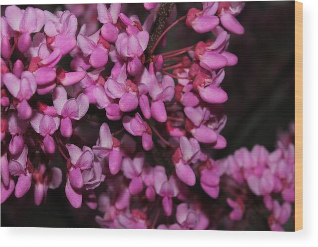 Nature Wood Print featuring the photograph Red Bud 2011-4 by Robert Morin