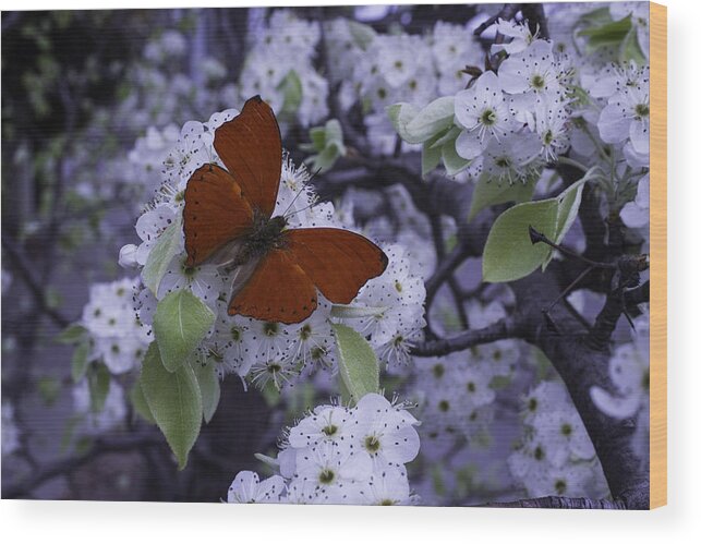 Red Wood Print featuring the photograph Red Butterfly On Cherry Blossoms by Garry Gay