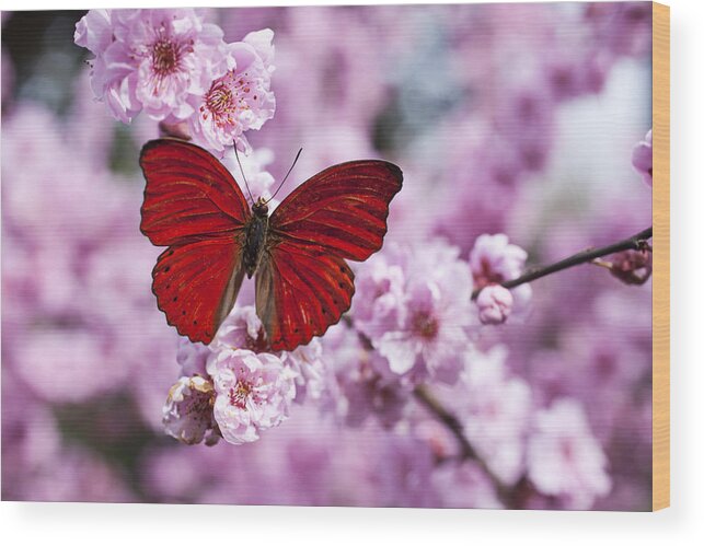 Red Wood Print featuring the photograph Red butterfly on plum blossom branch by Garry Gay