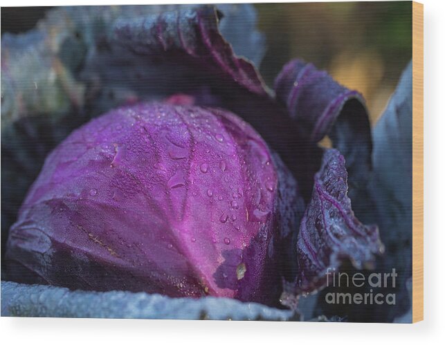 Red Cabbage Wood Print featuring the photograph Red Cabbage by Eva Lechner