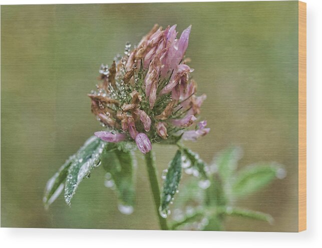 Red Clover Wood Print featuring the photograph Red Clover In Morning Dew by Sue Capuano