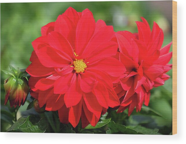 Red Dahlia Flower Wood Print featuring the photograph Red Dahlia by Ronda Ryan