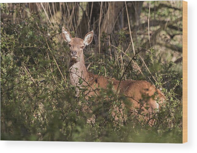 Nature Wood Print featuring the photograph Red Deer by Wendy Cooper