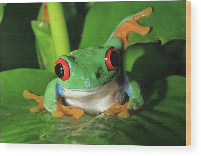Frog Wood Print featuring the photograph Red Eyed Tree Frog by David Freuthal