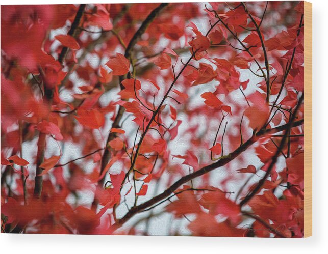 Fall Wood Print featuring the digital art Red Fall - Digital Oil by Birdly Canada