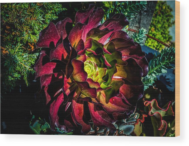 Red Flower Wood Print featuring the photograph Red flower by Lilia S