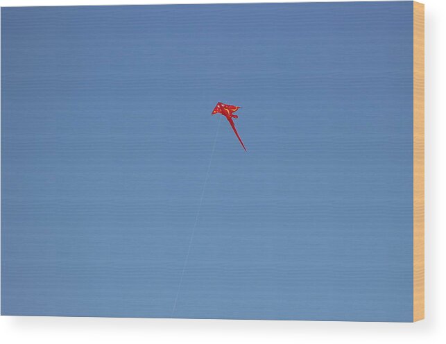 Flying Stingray Wood Print featuring the photograph Red Flying Stingray by Colleen Cornelius