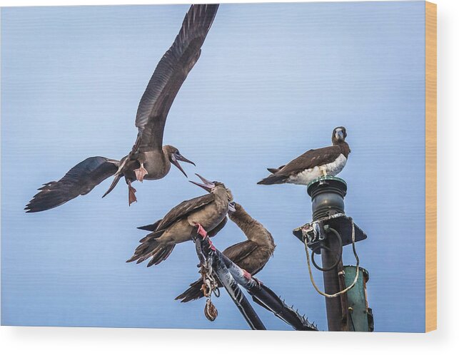 Screensaver Wood Print featuring the photograph Red Footed Booby Argument 4 by Gregory Daley MPSA