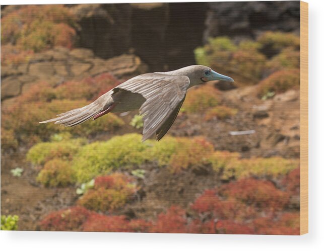 Red-footed Booby Wood Print featuring the photograph Red-Footed Booby in Flight by Harry Strharsky