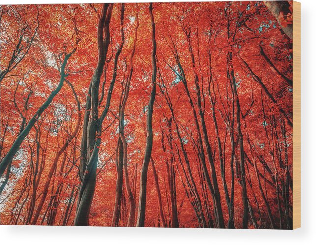 Red Forest Wood Print featuring the photograph Red Forest of Sunlight by John Williams