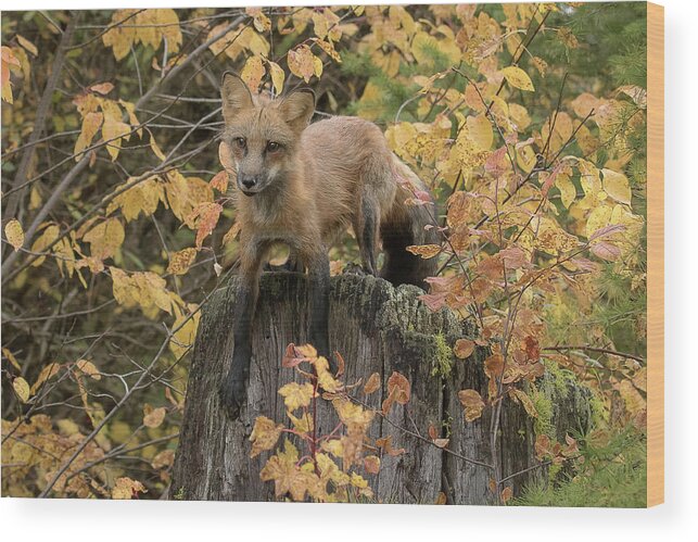 Fox Wood Print featuring the photograph Red Fox by Mary Jo Cox