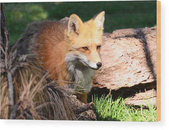 Habitat Wood Print featuring the photograph Red Fox on Patrol by Debby Pueschel