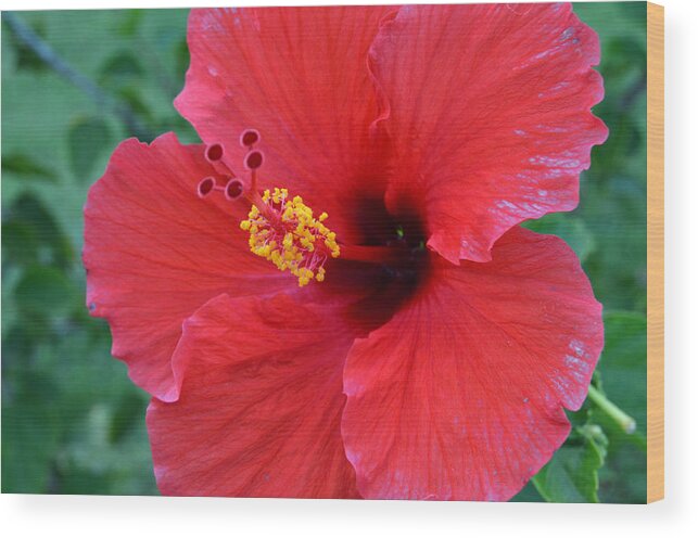 Flower Wood Print featuring the photograph Red Hibiscus 1 by Amy Fose