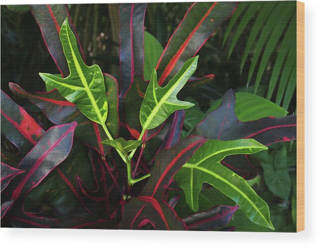 Croton Wood Print featuring the photograph Red Hot And Green by Evelyn Tambour