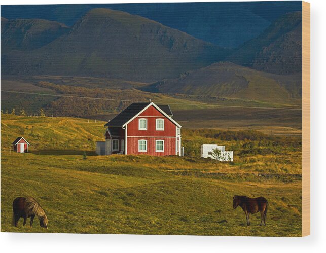 Horse Wood Print featuring the photograph Red House and Horses - Iceland by Stuart Litoff