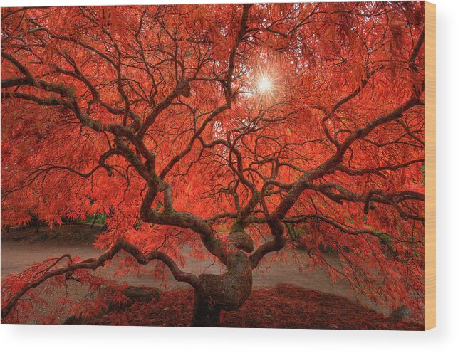 Fall Wood Print featuring the photograph Red Lace by Dan Mihai