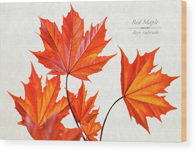 Leaves Wood Print featuring the mixed media Red Maple by Christina Rollo
