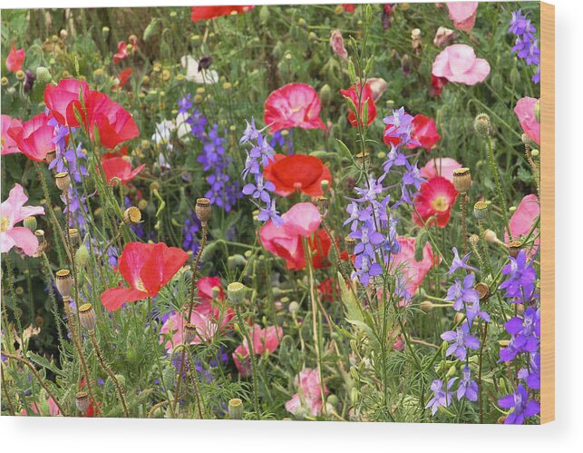 Red Poppies Wood Print featuring the photograph Red Poppies And Other Wildflowers by Dina Calvarese