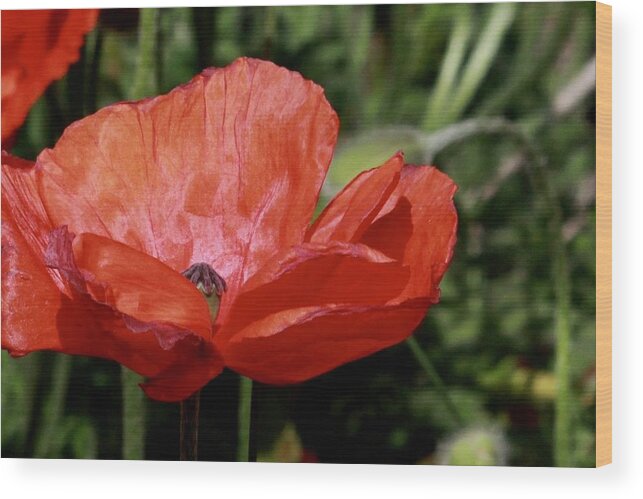 Flower Wood Print featuring the photograph Red Poppy by Sarah Lilja