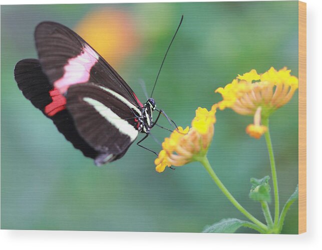 Red Postman Butterfly Wood Print featuring the photograph Red Postman on Yellow Flowers by Angela Murdock