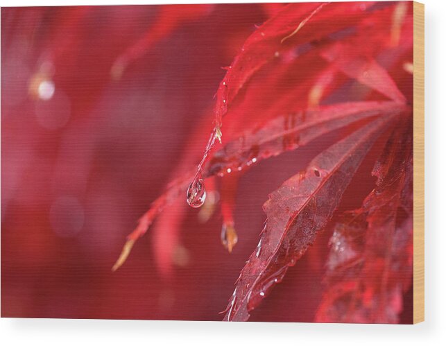 Macro Wood Print featuring the photograph Red Rain Drops by Matt McDonald