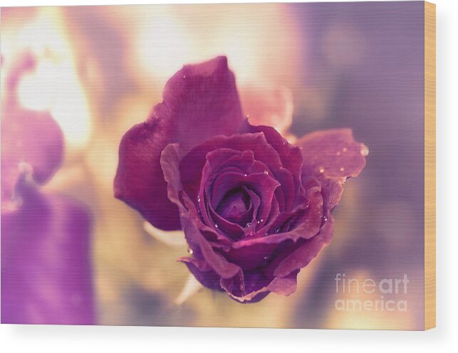 Red Rose Wood Print featuring the photograph Red Rose by Charuhas Images