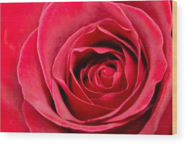 Love Wood Print featuring the photograph Red Rose by DJ Florek