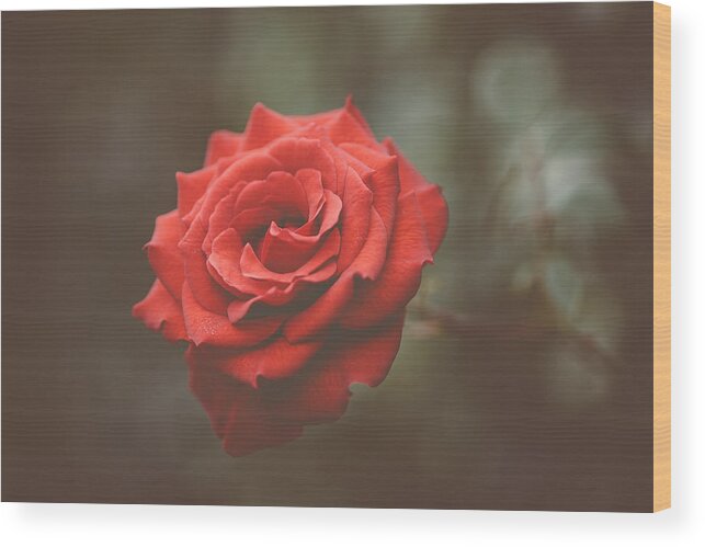 Red Rose Wood Print featuring the photograph Red Rose by Marco Oliveira
