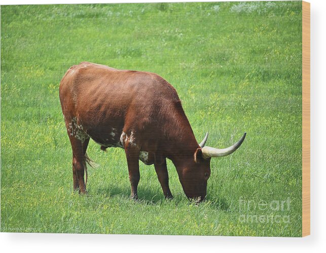 Long Horn Cow Wood Print featuring the photograph Red Rover by Susan Herber