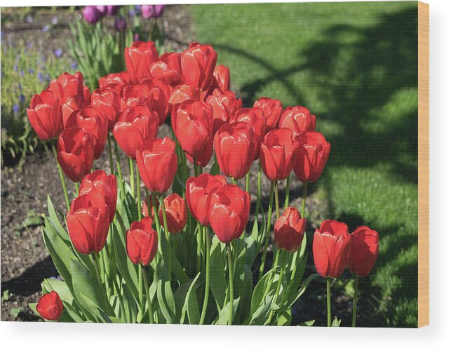 Red; Tulips; Springtime; Flowers; Bouquet; Skagit County; Spring; Farm; Fertile; Crops; Agriculture; Mt Vernon; Farmland; Plant; Grow; Cultivate; Harvest; Rural; Beauty; Washington; Skagit County Wood Print featuring the photograph Red Royalty by Tom Cochran