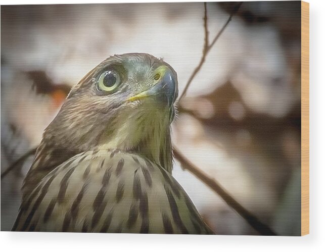 Bird Wood Print featuring the photograph Red-Shouldered Hawk Fledgling 3 by Richard Goldman