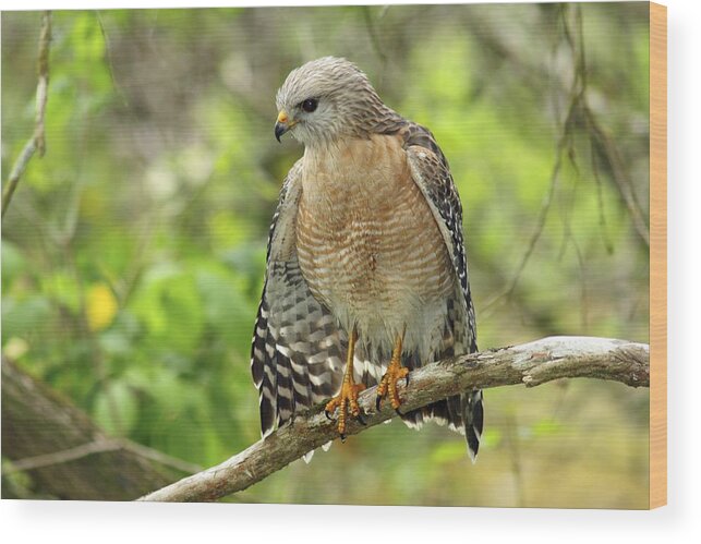 Bird Wood Print featuring the photograph Red-shouldered Hawk by Gary Corbett