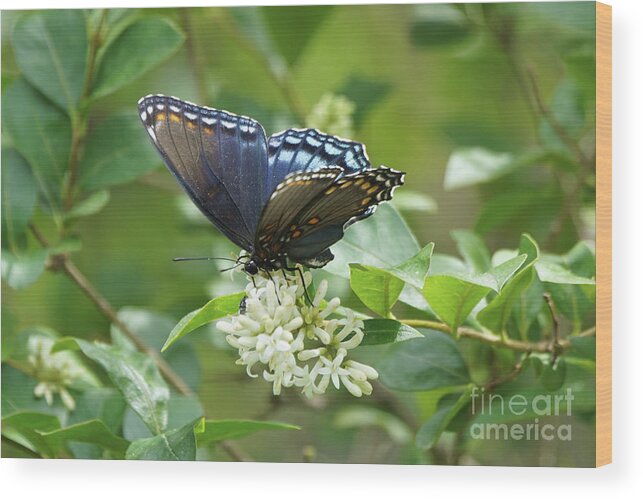 Red-spotted Purple Butterfly Wood Print featuring the photograph Red-spotted Purple Butterfly on Privet Flowers by Robert E Alter Reflections of Infinity