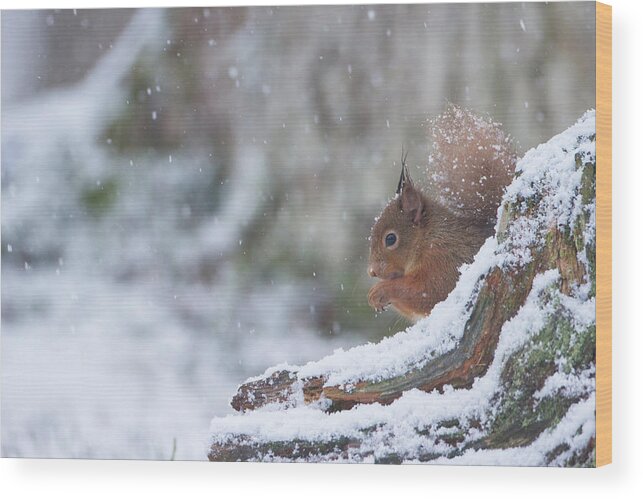 Red Wood Print featuring the photograph Red Squirrel On Snowy Stump by Pete Walkden
