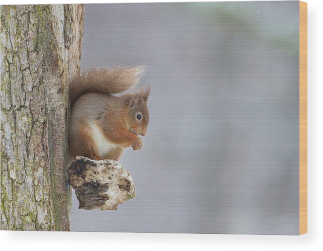 Red Wood Print featuring the photograph Red Squirrel On Tree Fungus by Pete Walkden