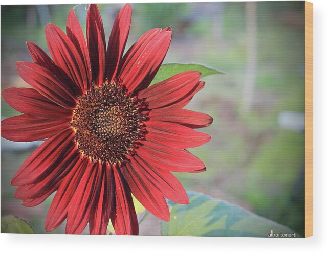 Red Wood Print featuring the photograph Red Sunflower by April Burton