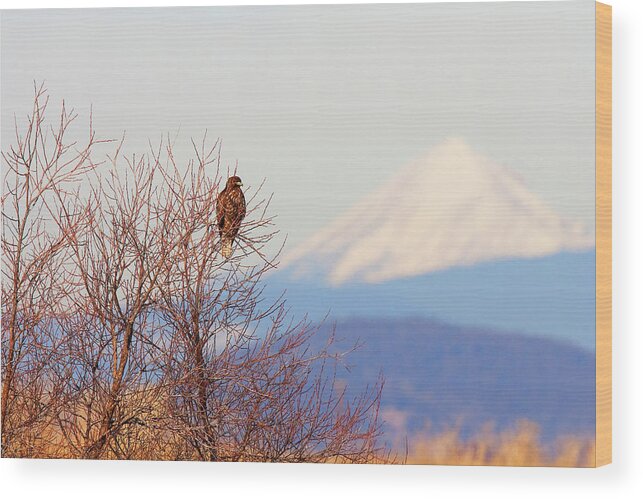 Red-tailed Hawk Wood Print featuring the photograph Red-tailed Hawk and Mount Shasta - Northern California by Ram Vasudev