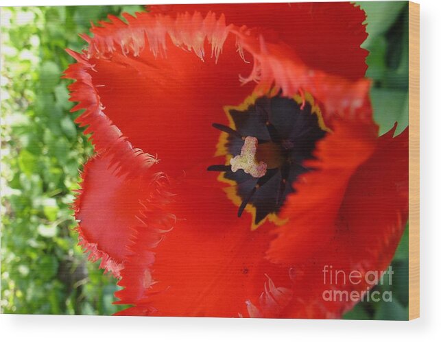 Attractive Wood Print featuring the photograph Red tulip by Jean Bernard Roussilhe