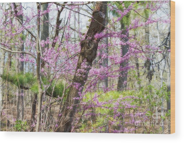 Redbud Trrees Wood Print featuring the photograph Redbud Trees 3 by Chris Scroggins