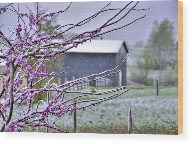 Landscape Wood Print featuring the photograph Redbud Winter by Sam Davis Johnson