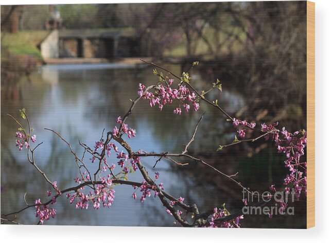 Landscape Wood Print featuring the photograph Redbuds and an Old Bridge by Richard Smith