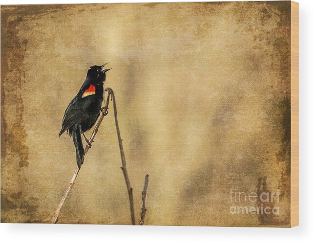 Red Winged Blackbird Wood Print featuring the photograph Redwinged Blackbird by Eleanor Abramson