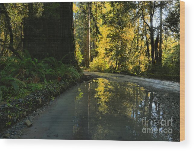 Redwood National Park Wood Print featuring the photograph Redwood Reflecitons Landscape by Adam Jewell
