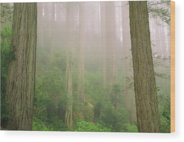 Redwoods Fog Wood Print featuring the photograph Redwoods fog by Kunal Mehra