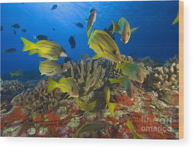 Algae Wood Print featuring the photograph Reef Scene by Dave Fleetham - Printscapes