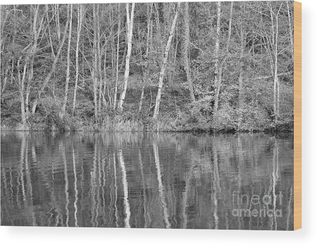 Reflected Trees Tree Wood Print featuring the photograph Reflected Tree Trunks by Julia Gavin