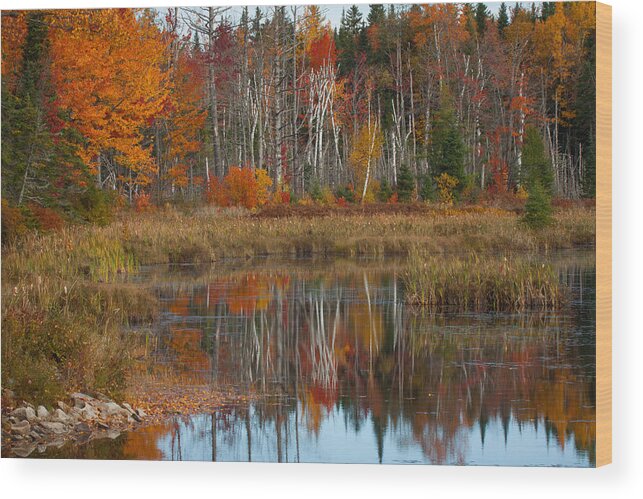#jefffolger Wood Print featuring the photograph Reflection of birch at Pondicherry by Jeff Folger