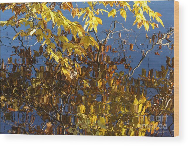 Autumn Leaves Wood Print featuring the digital art Reflections of Autumn by Jack Ader