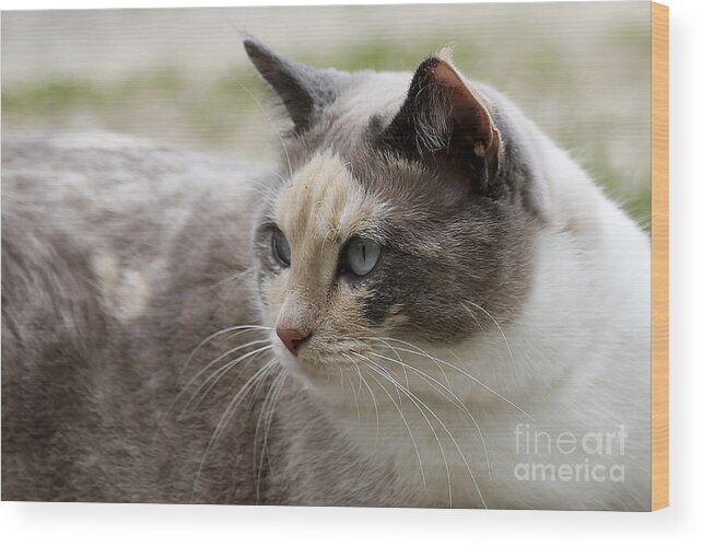 Animal Wood Print featuring the photograph Relaxed by Teresa Zieba